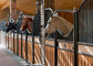 Wnętrze Solid Back European Horse Stalls 12 stóp długości 220 cm wysokości