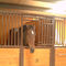 Stabilne drzwi Jeździeckie konne bramy przednie Osłony panelowe Konie na sprzedaż